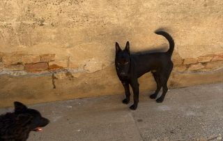 2026_Nordic-Strays-Pista_006