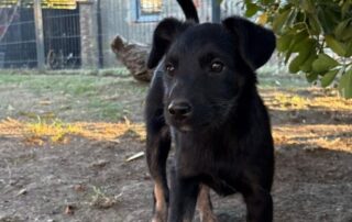 2026_Nordic-Strays-Shanel_001