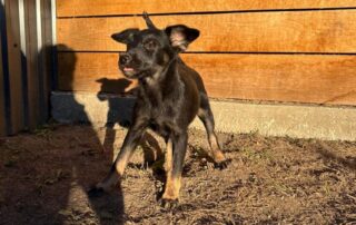 2026_Nordic-Strays-Shanel_002