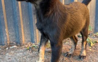 2026_Nordic-Strays-Shanel_003