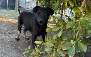 2026_Nordic-Strays-Shanel_004