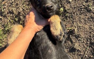 2026_Nordic-Strays-Shanel_005
