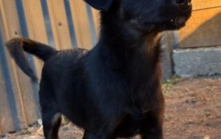 2026_Nordic-Strays-Shanel_006