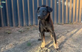 2026_Nordic-Strays-Shanel_008