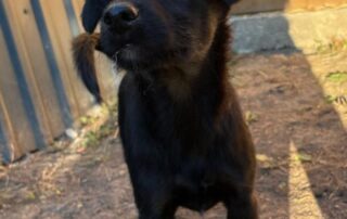 2026_Nordic-Strays-Shanel_010