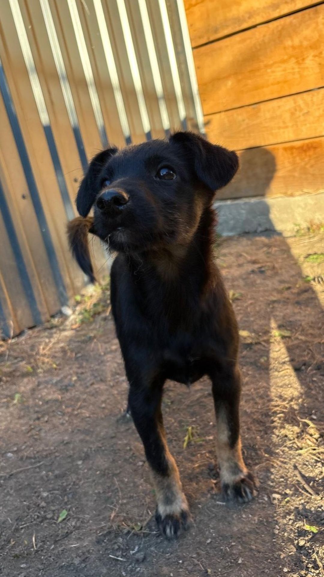 2026_Nordic-Strays-Shanel_010