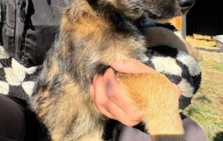 2026_Nordic-Strays-Sharly_002