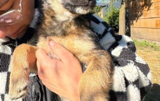 2026_Nordic-Strays-Sharly_003
