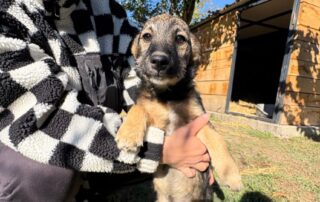 2026_Nordic-Strays-Sharly_004