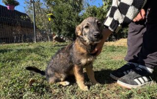2026_Nordic-Strays-Sharly_005