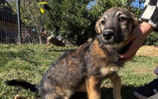 2026_Nordic-Strays-Sharly_006
