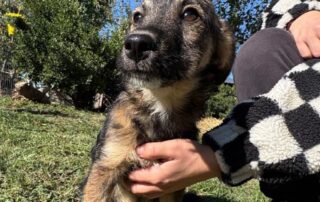 2026_Nordic-Strays-Sharly_008