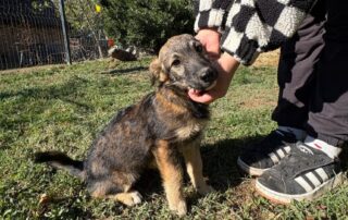 2026_Nordic-Strays-Sharly_009