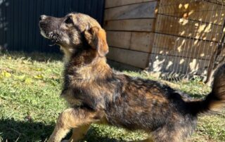 2026_Nordic-Strays-Sharly_010