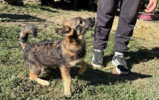 2026_Nordic-Strays-Sharly_011