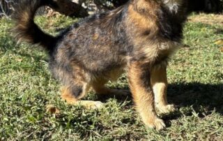 2026_Nordic-Strays-Sharly_012