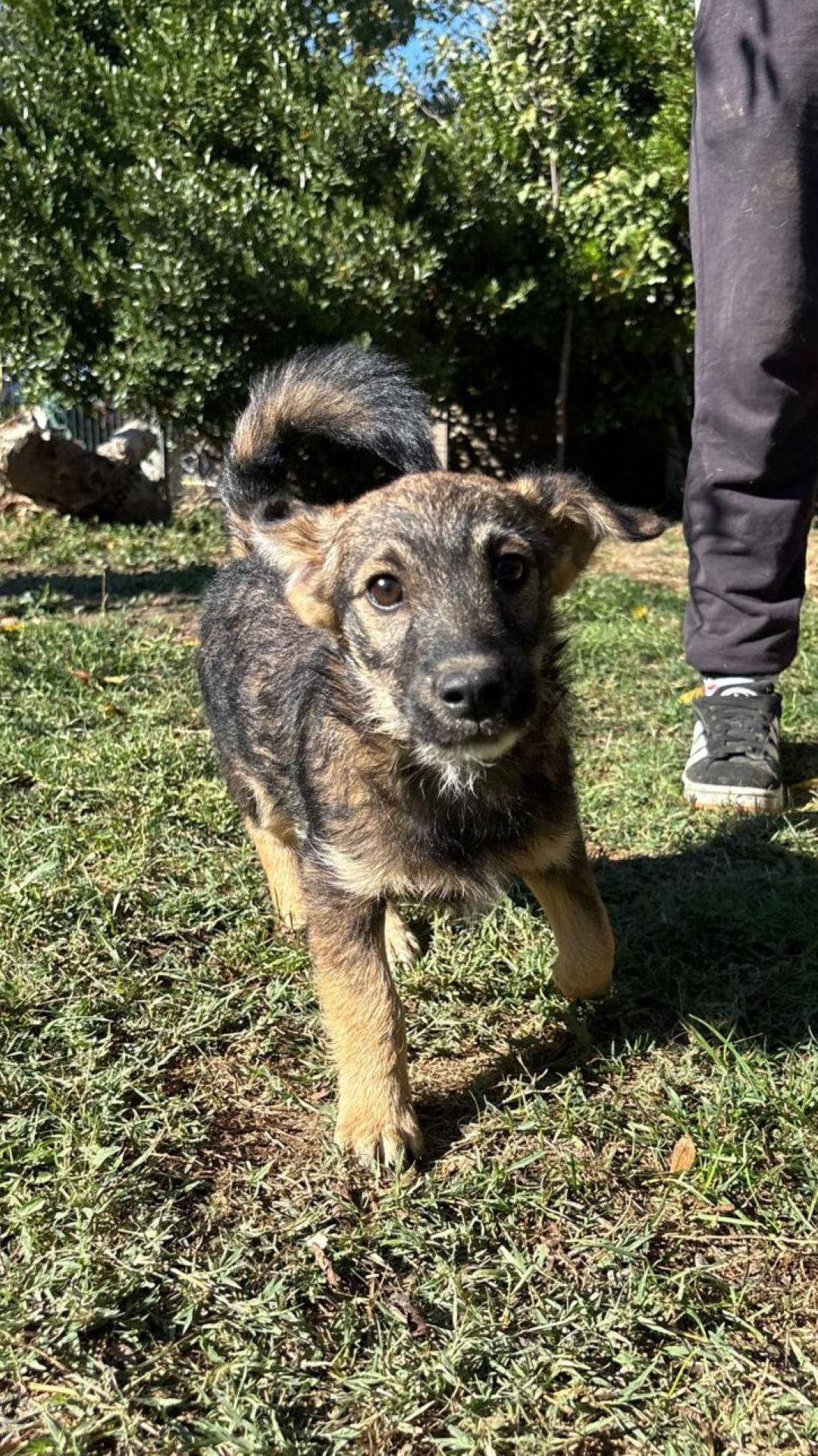 2026_Nordic-Strays-Sharly_013