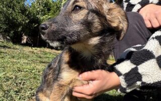 2026_Nordic-Strays-Sharly_014