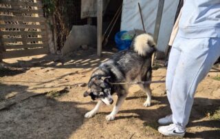 2026_Nordic-Strays-Sonny_001