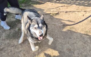 2026_Nordic-Strays-Sonny_002
