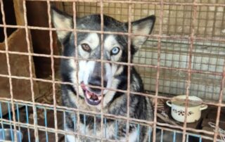 2026_Nordic-Strays-Sonny_003