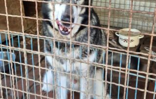 2026_Nordic-Strays-Sonny_004