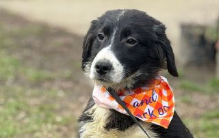 2026_Nordic-Strays-Stella_001
