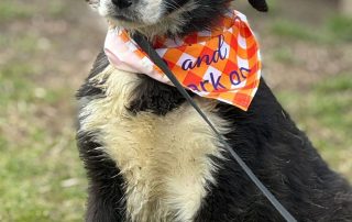 2026_Nordic-Strays-Stella_002