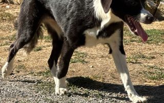 2026_Nordic-Strays-Stella_004
