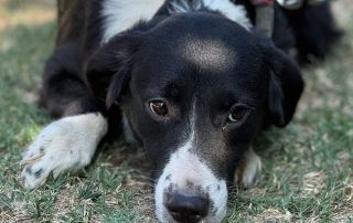 2026_Nordic-Strays-Stella_005