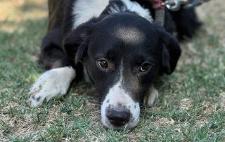 2026_Nordic-Strays-Stella_006