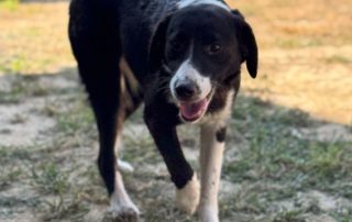2026_Nordic-Strays-Stella_007