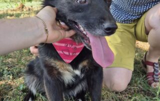 2026_Nordic-Strays-Tinaa_003