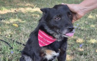 2026_Nordic-Strays-Tinaa_006