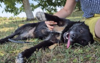 2026_Nordic-Strays-Tinaa_014