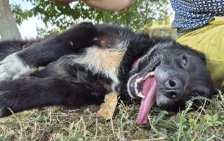 2026_Nordic-Strays-Tinaa_015