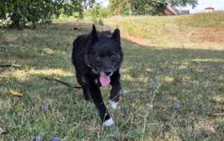 2026_Nordic-Strays-Tinaa_017