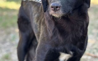 2026_Nordic-Strays-Vega_003