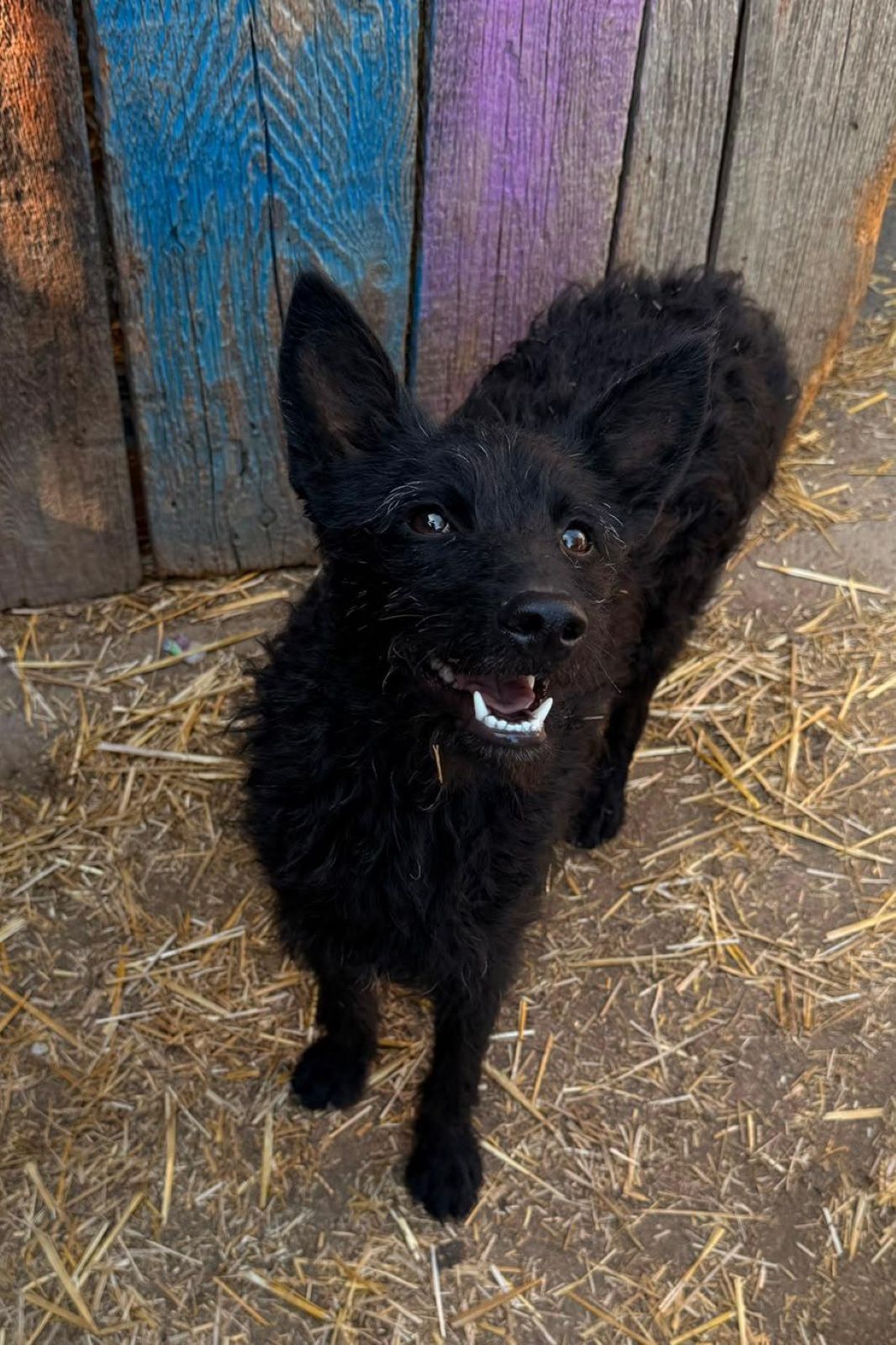 2026_Nordic-Strays-Vinka_00 (10)