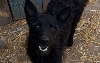 2026_Nordic-Strays-Vinka_00 (2)