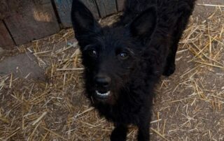 2026_Nordic-Strays-Vinka_00 (4)