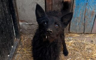 2026_Nordic-Strays-Vinka_00 (7)
