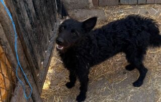 2026_Nordic-Strays-Vinka_00 (9)