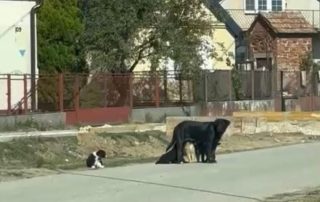 2026_Nordic-Strays-Zeina_000