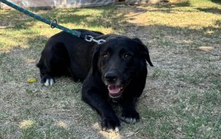 2026_Nordic-Strays-Zeina_004