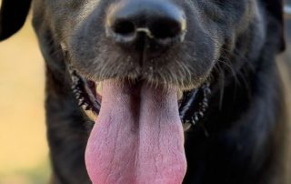 2026_Nordic-Strays-Zeina_005