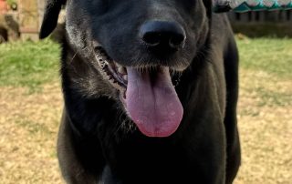 2026_Nordic-Strays-Zeina_006