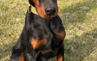 2026_Nordic-Strays-Zen_002