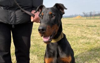 2026_Nordic-Strays-Zen_004