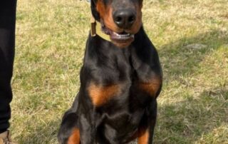 2026_Nordic-Strays-Zen_006